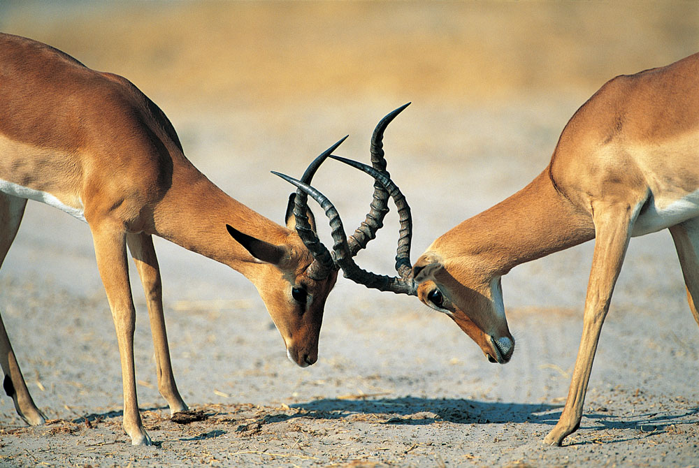 方正集團(tuán)三高管接受調(diào)查 方正、政泉纏斗始末