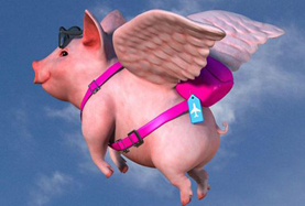 從尋風(fēng)、找豬到穿秋褲