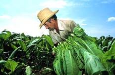 【5月8日】研究部署抓好當前農(nóng)業(yè)生產(chǎn)等工作