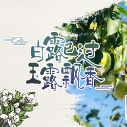 白露已過，玉露飄香