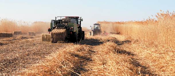 &ldquo;機(jī)戰(zhàn)&rdquo;百萬畝蘆蕩