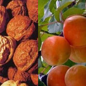 泰山核桃、紅玉杏