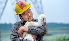 &ldquo;鳥爸&rdquo;鄭青松：從拆巢人變護(hù)鳥人