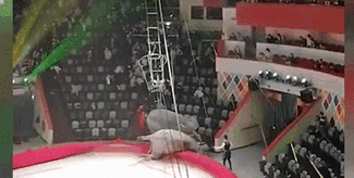 意外！場面失控 俄馬戲團(tuán)大象踩踏觀眾席