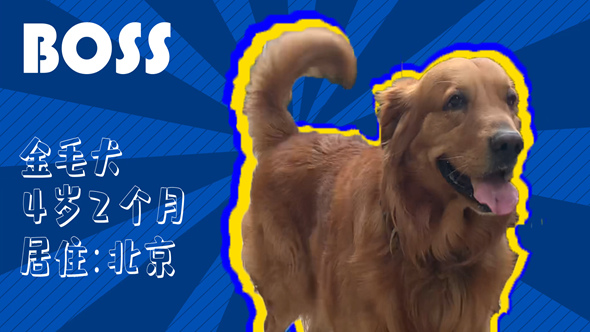 有效拴繩&科學(xué)遛狗&mdash;&mdash;如何文明養(yǎng)犬？&ldquo;撿屎官&rdquo;們快看過(guò)來(lái)！