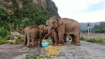 大象去哪兒？ 昨天野象群在玉溪易門活動