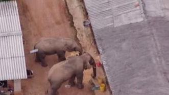 圈粉無數的&ldquo;大象旅行團&rdquo;走到哪兒了？