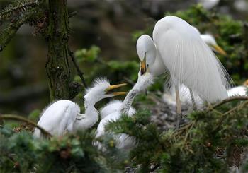 &ldquo;鷺鳥(niǎo)王國(guó)&rdquo;生機(jī)勃勃