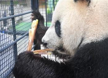 &ldquo;闖關東&rdquo;大熊貓返鄉(xiāng)并計劃&ldquo;生娃&rdquo;