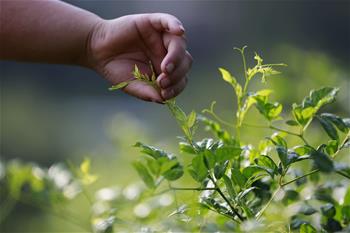 湖南張家界：&ldquo;長壽藤茶&rdquo;秋茶采摘忙
